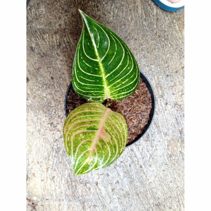 Tanaman hias aglonema Dewi Hugest//Baby aglonema Dewi Hugest (Hughes)