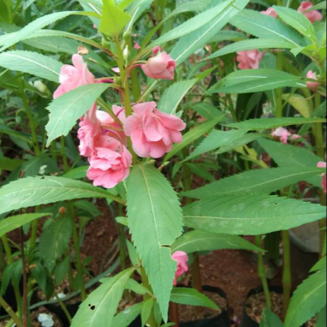 Tanaman hias pacar air bunga pink