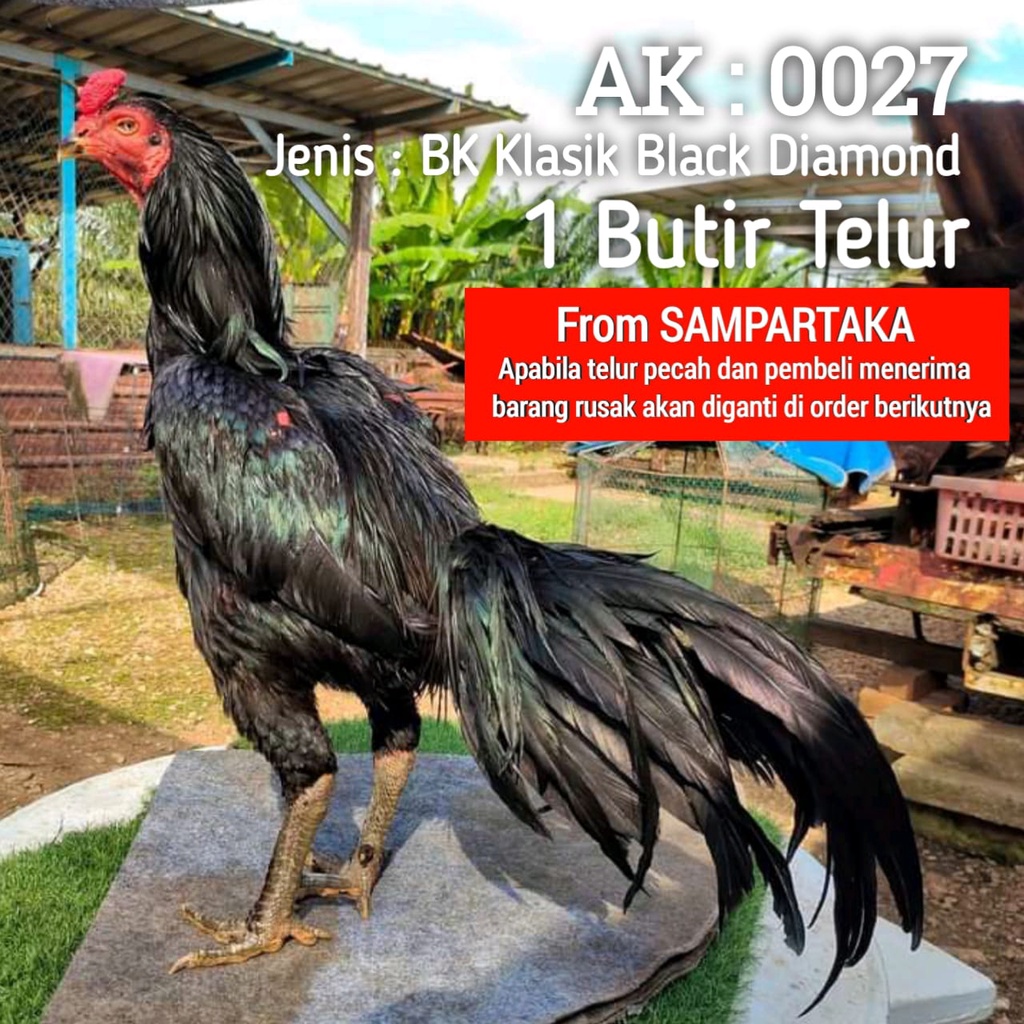 ayam bangkok telor tetas ekor lidi ori black diamond