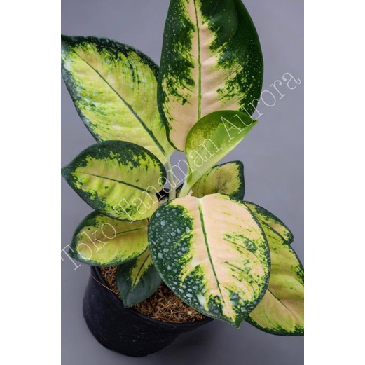 Aglonema Kochin Cahaya