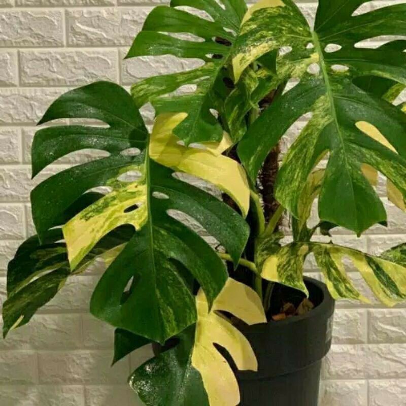 bonggol Monstera king varigata gold original asli