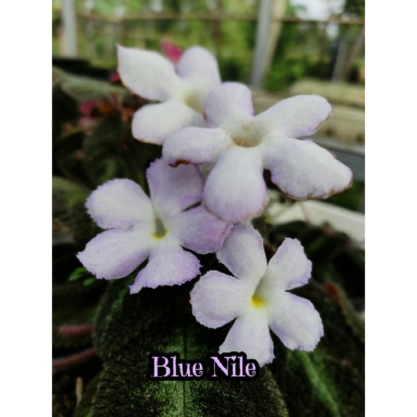 Episcia Blue Nile