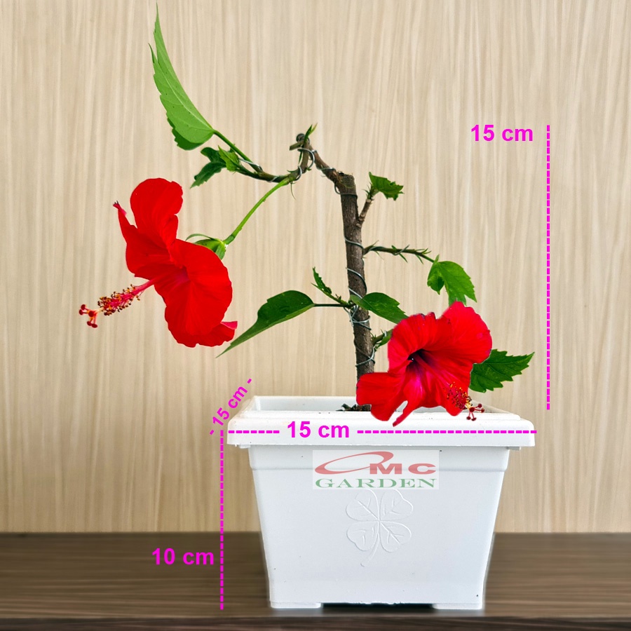 Kembang Sepatu Bunga Raya Hibiscus Worawari Rosa Dinensis Merah Bibit Tanaman Hias 3040