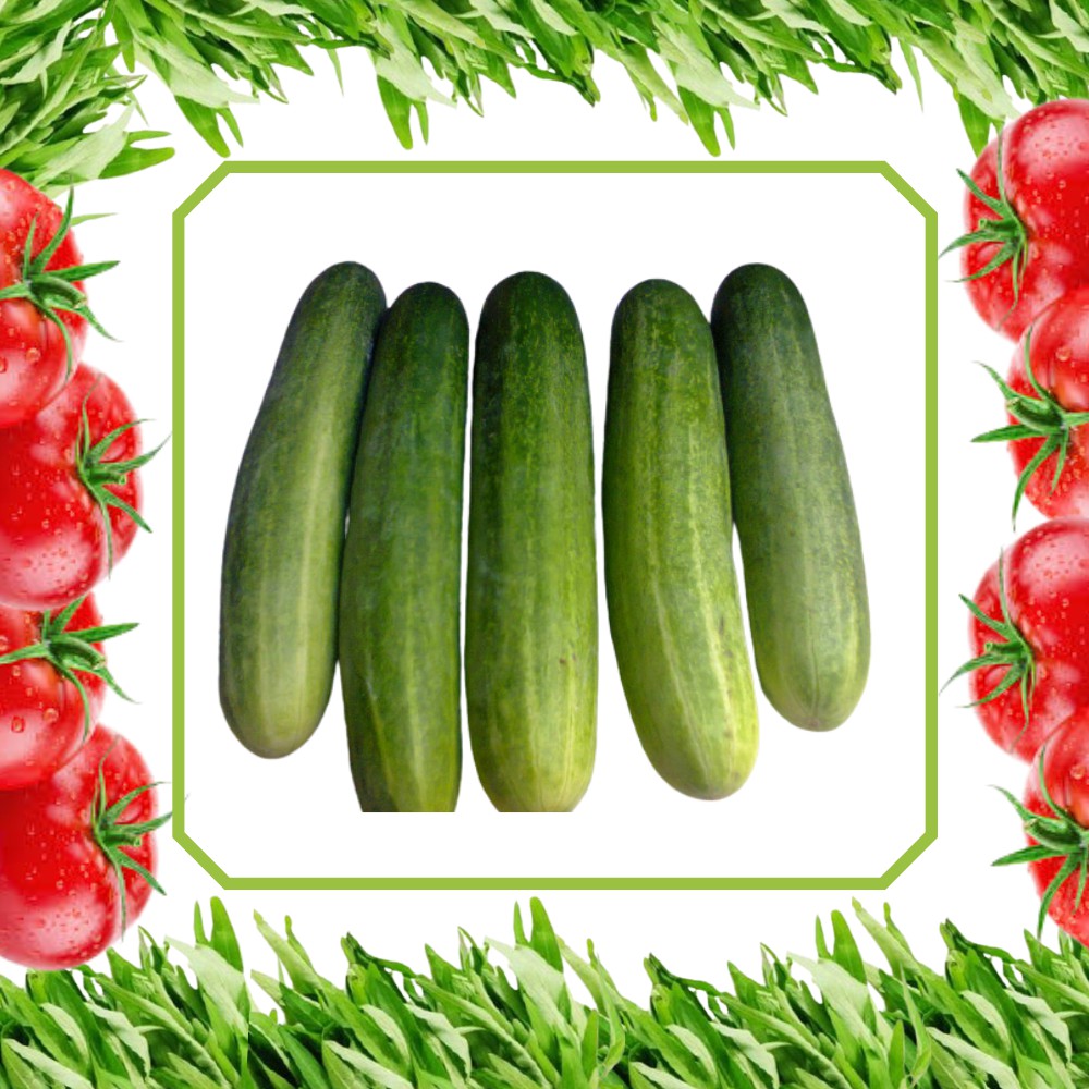 

timun bonteng sayuran segar fresh murah