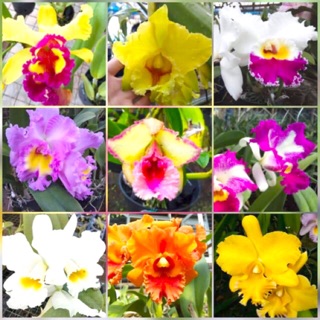 Tanaman hias anggrek  Cattleya  seedling Shopee Indonesia