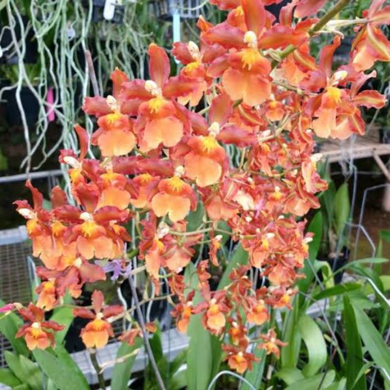 bibit botolan Anggrek Oncidium Catatantea