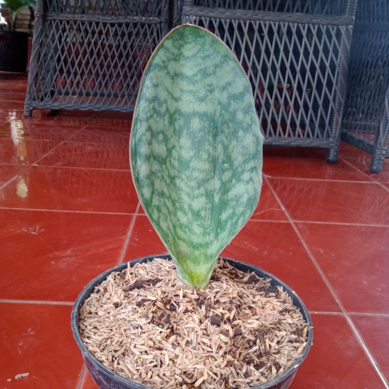Sanseviera Centong / Tanaman Hias Sanseviera Jumbo