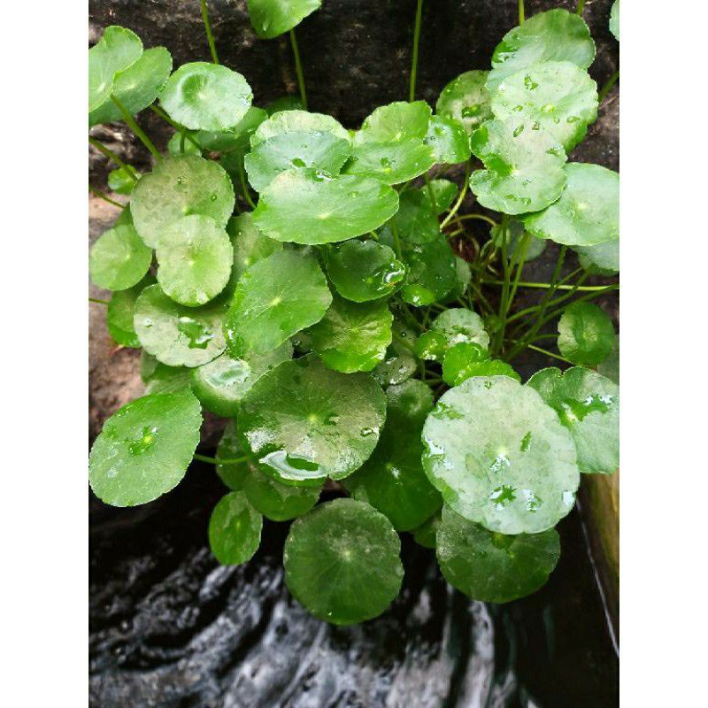 tanaman hias pegagan tanaman air pegagan centella asiatica