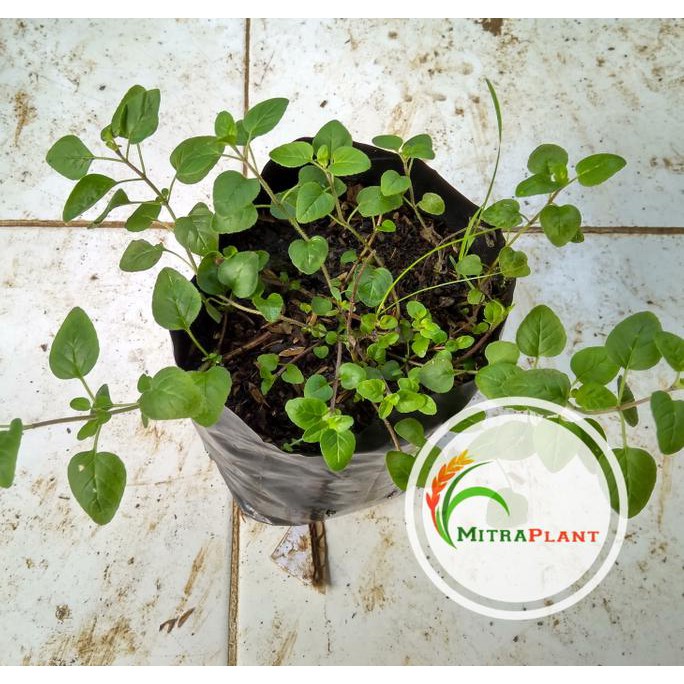 Bibit Tanaman Oregano - Daun Oregano - Tanaman Bumbu Masak **