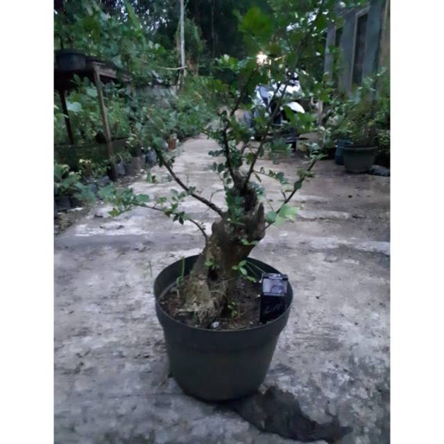 BAHAN BONSAI SERUT BATANG BESAR RIMBUN BAGUS HARGA MURAH