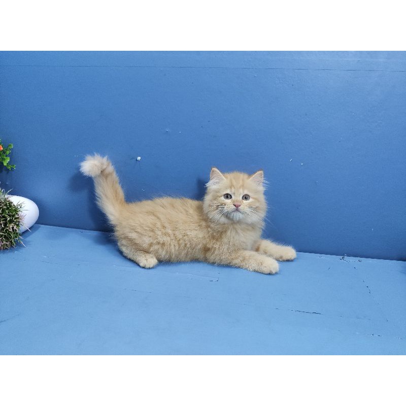 kitten persia Longhair bulu kapas