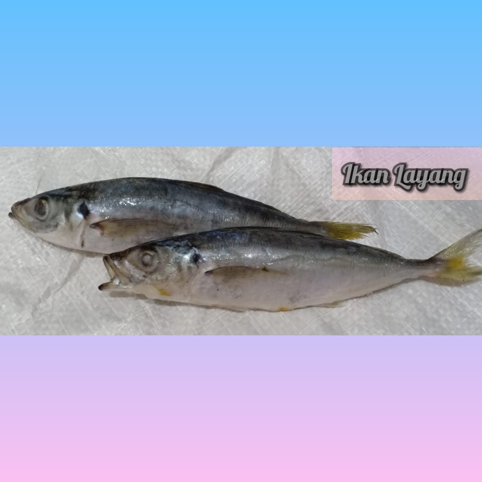 

IKAN LAYANG LAUT SEGER/ IKAN LAUT SEGER 10-11 EKOR/ PACK