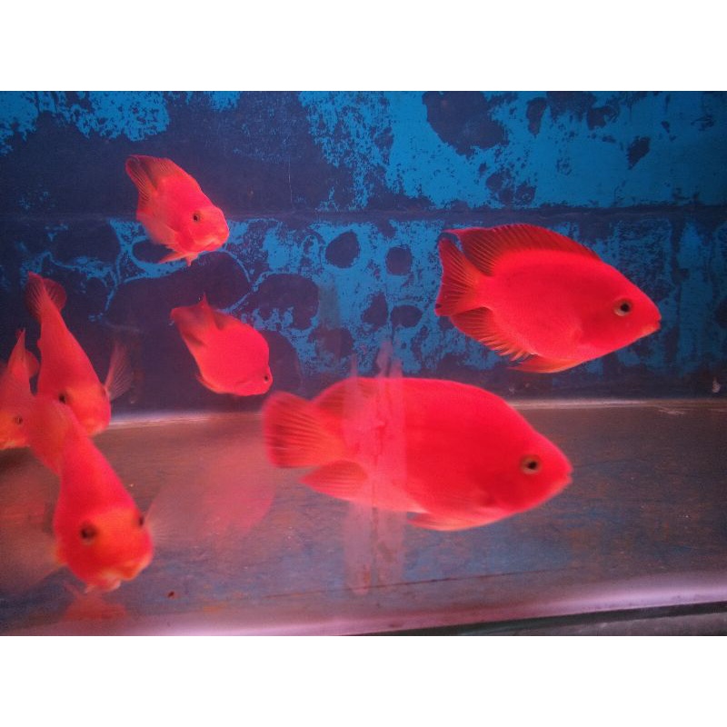 Red Parrot / Red Blood Parrot / Parrot Fish / Perot Fish / Ikan Perot / Ikan Parrot / Parrot Merah /
