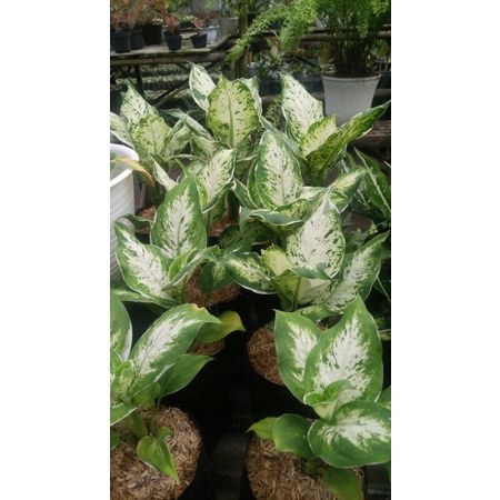 Aglonema given varigata