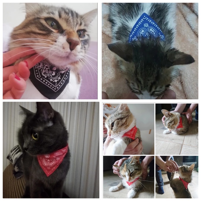 Pet Acsessories &quot;SCARF SYAL&quot; Kalung Cat Dog