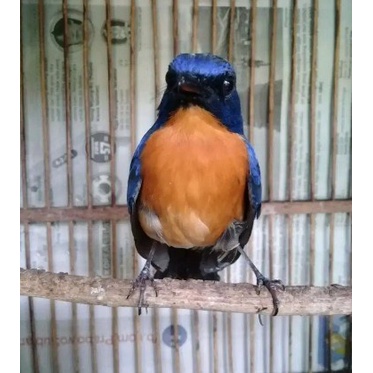 Burung Tledekan Gunung Sumatra Jantan