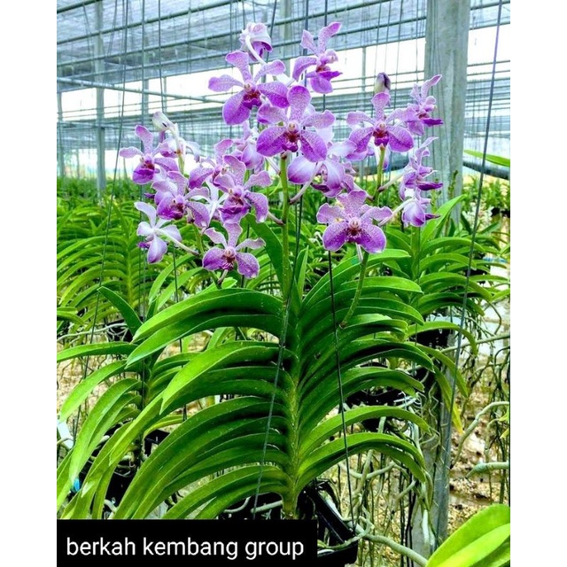 Paket Anggrek Vanda hybrid ( 7 pohon) Dewasa