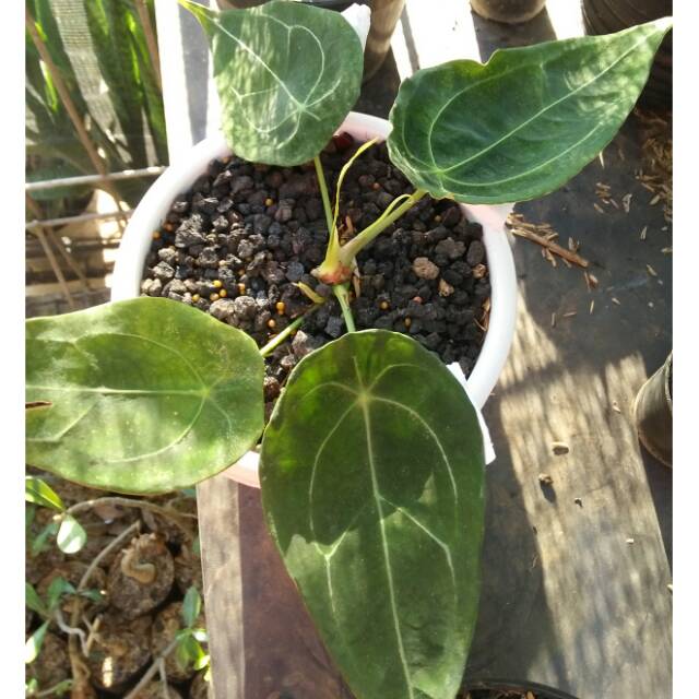 Anturium kuping gajah buta