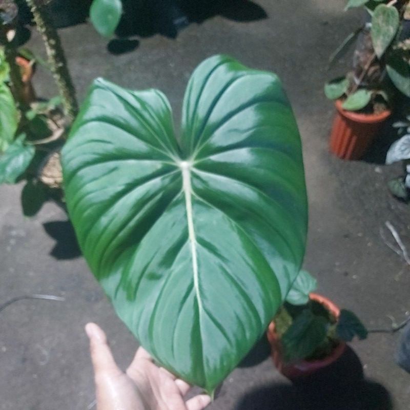 philodendron mcdowell
