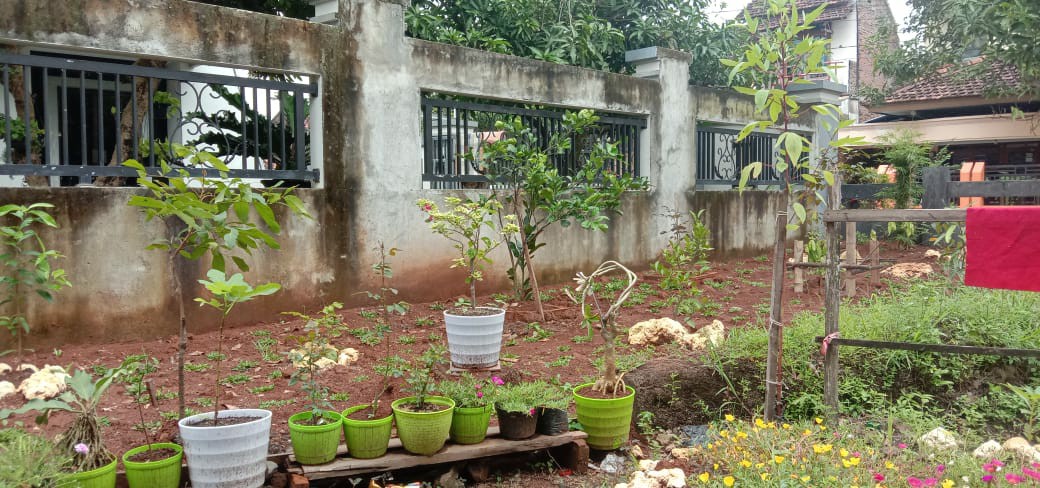 Bibit Buah Jambu Sukun