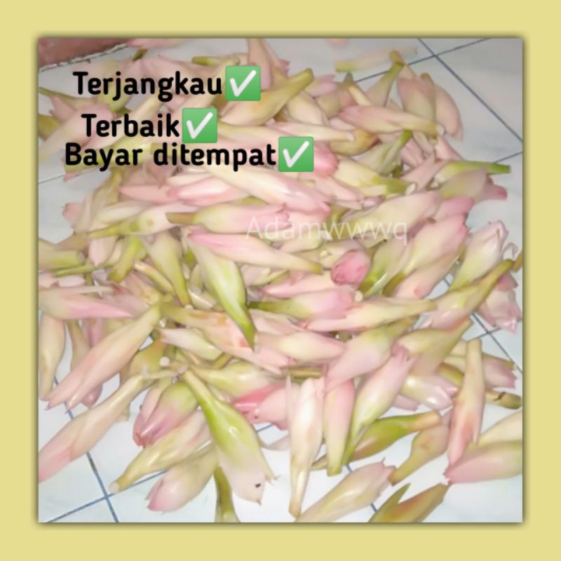 

Kecombrang bunga (Rombeh) per satu / Kuncup / Kincung