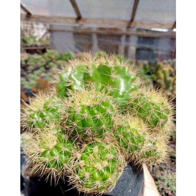 Kaktus sanggul duri kuning besar on pot 12 cm/kaktus Pasaman/kaktus ownroot/kaktus murah