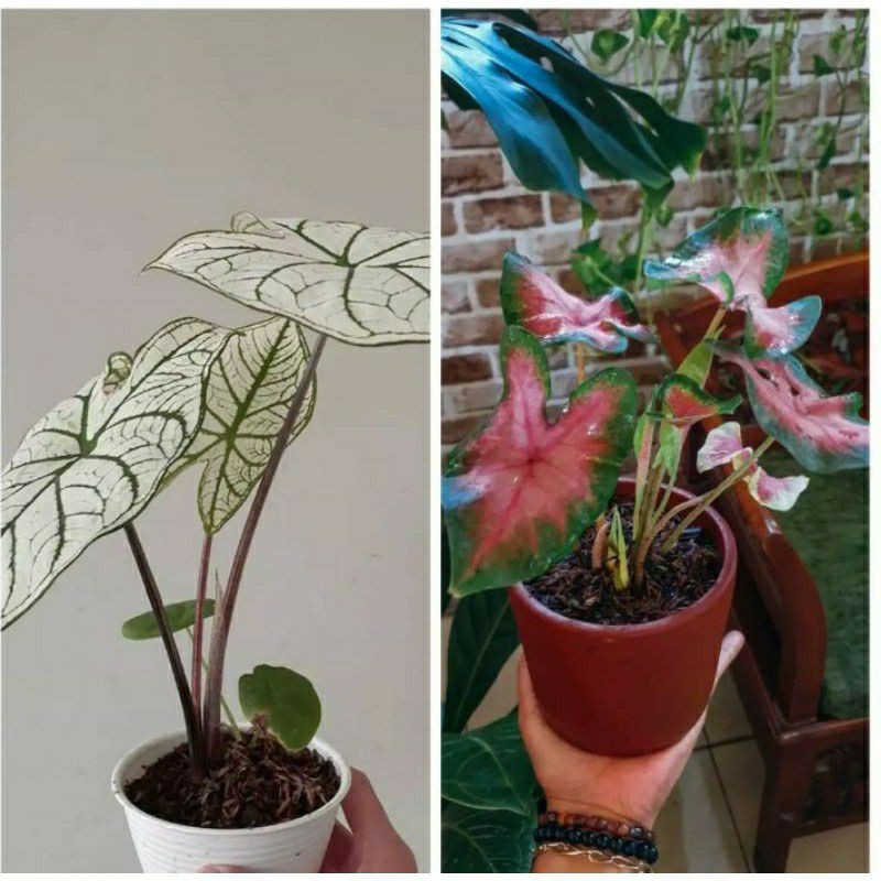 Promo Paket 2 tanaman hias keladi - keladi Merah - Keladi Putih