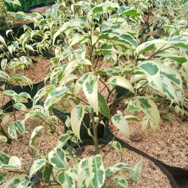 Pohon Beringin Putih (bahan bonsai)