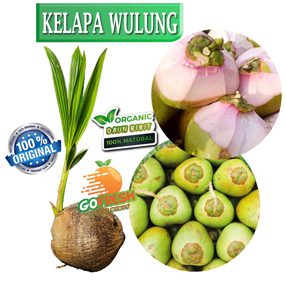 Bibit Kelapa Wulung | Degan Ijo | Kelapa Merah Asli