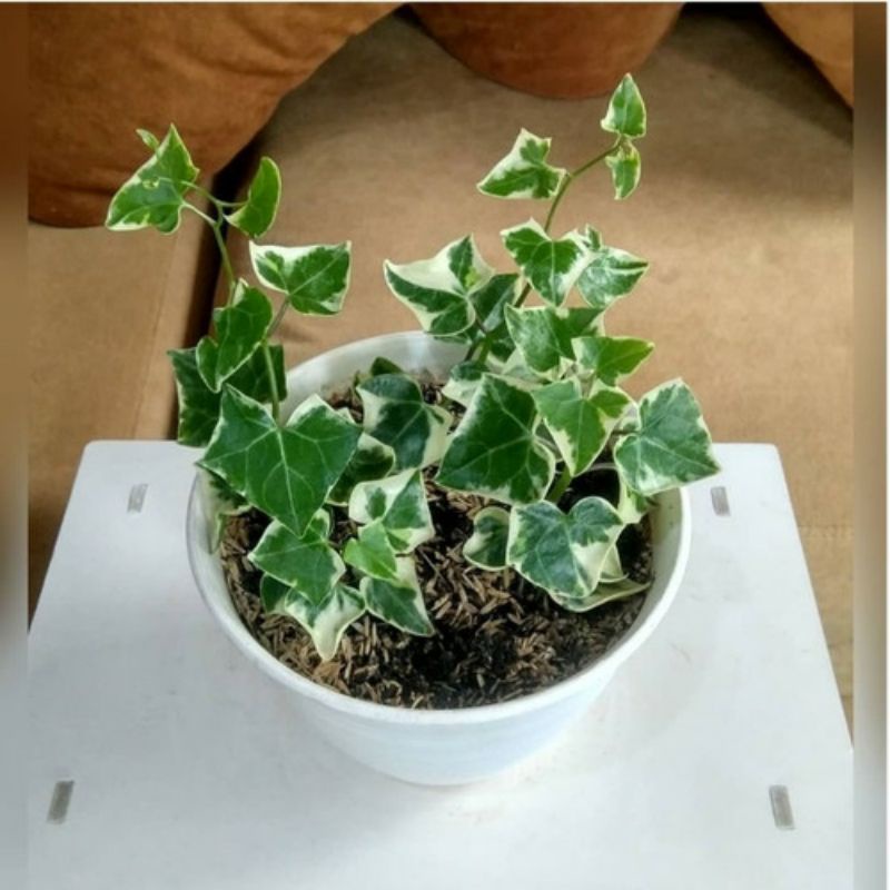 ivy english tanaman hias gantung ivi daun basah tebal