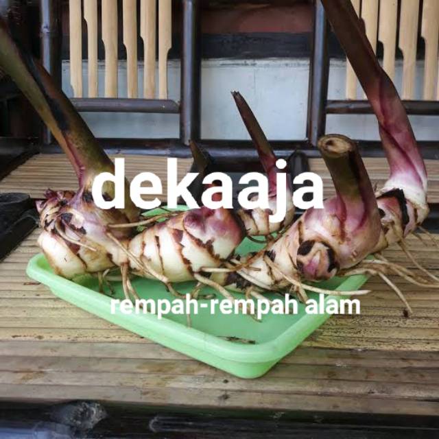 UMBI GANYONG  GANYO SEGAR