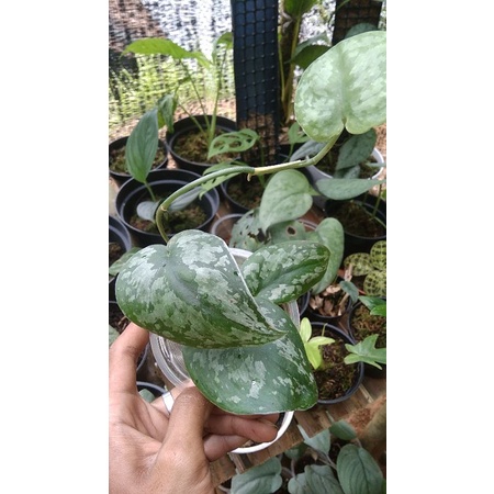 scindapsus pictus silver queen