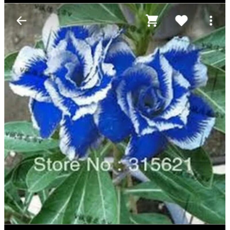 Bibit adenium kamboja bunga biru putih