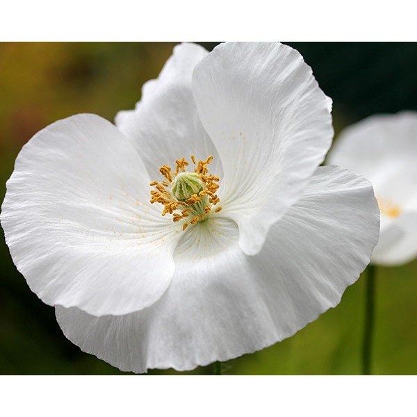 Benih Bibit Biji - Bunga Poppy Bridal Silk Papaver rhoeas Flower Seeds - IMPORT