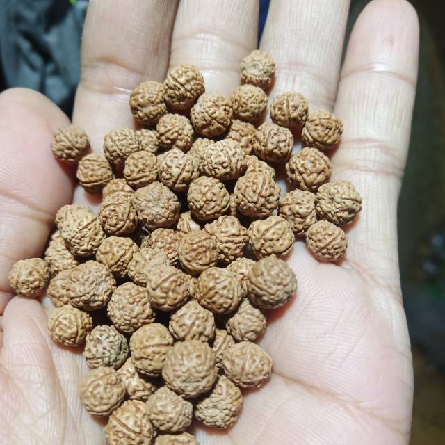 Jenitri 100 butir ukuran kecil sudah lubang biji berkualitas