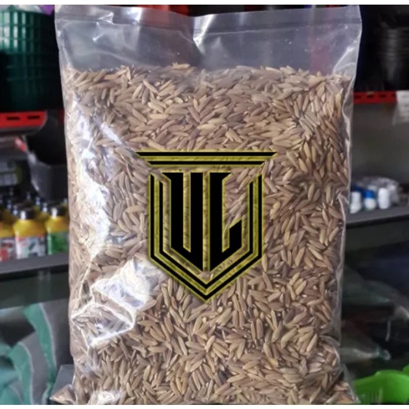 Benih Padi Ketan Hitam Original Gabah Padi Ketan Hitam 1Kg