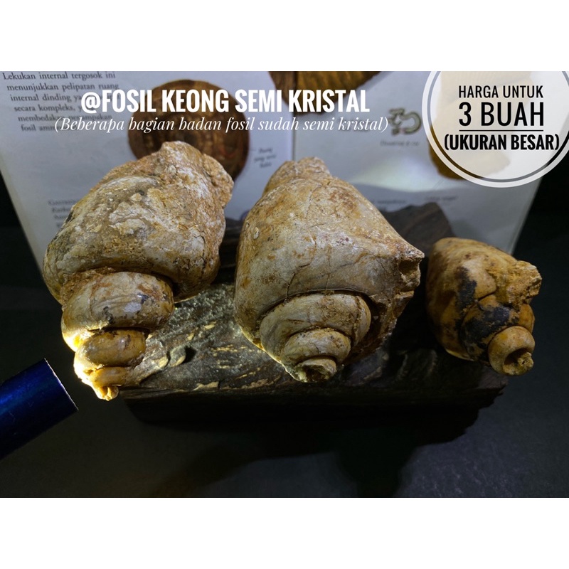 Fosil Keong Semi Kristal A34 atau Fosil Kerang atau Fosil Hewan Laut atau Biota Laut atau Kol Buntet