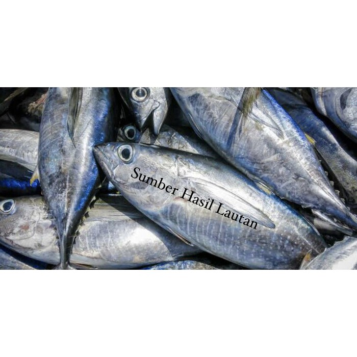 

Baby Tuna Frozen 1kg Up