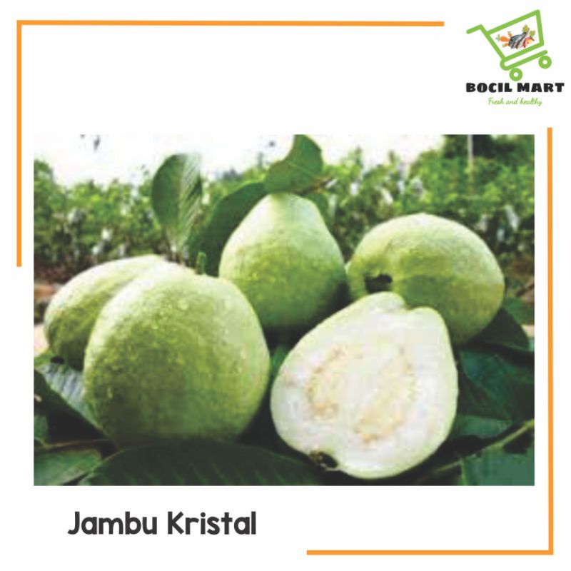 

[BOCIL MART] JAMBU KRISTAL 1 KG