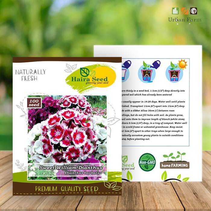 Benih-Bibit Bunga Sweet William Dianthus (Haira Seed)