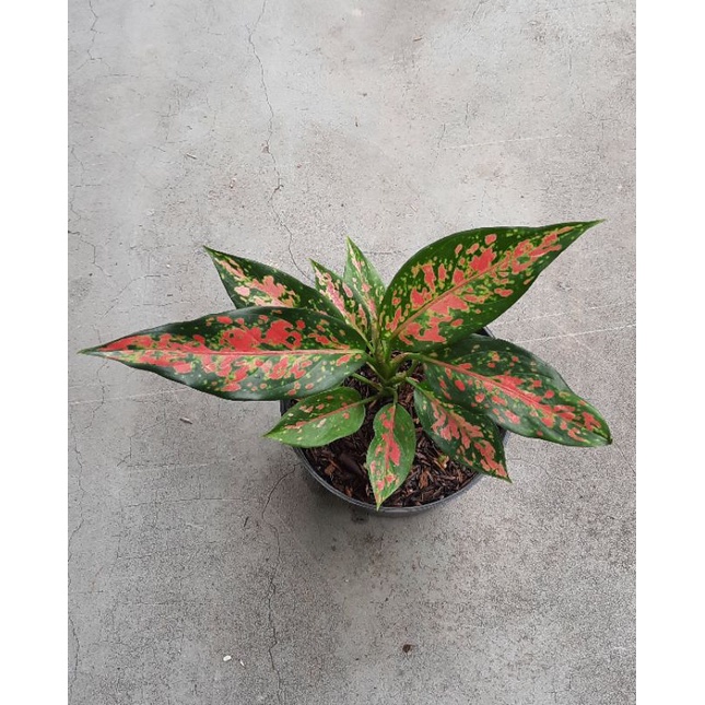 Aglaonema / Aglonema Ruby Batik  (tanian lokal)