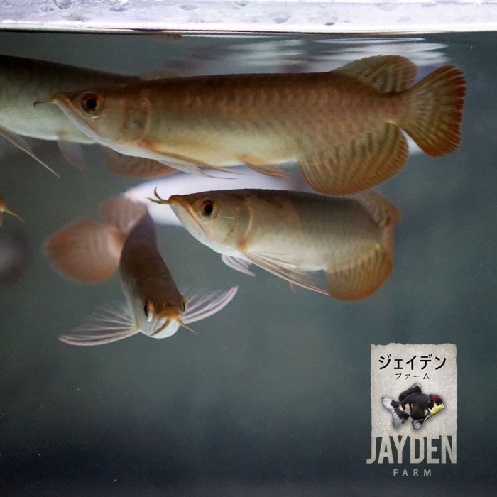 Ikan Hias Arwana Super Red Arowana 18-19cm