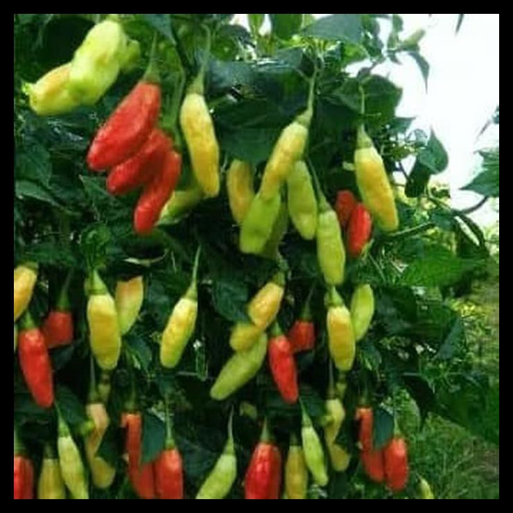 Benih Cabe Rawit Mhanu F1 Asli