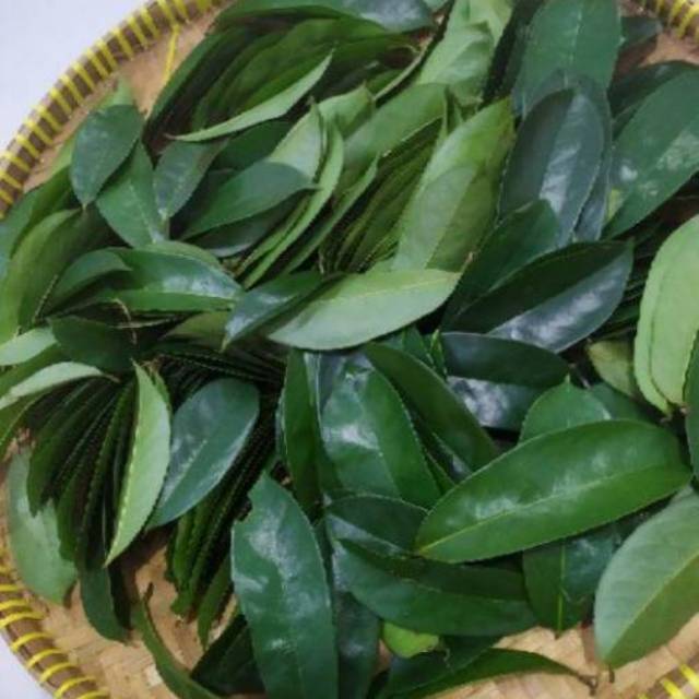 

Daun sirsak segar 100 lembar murah