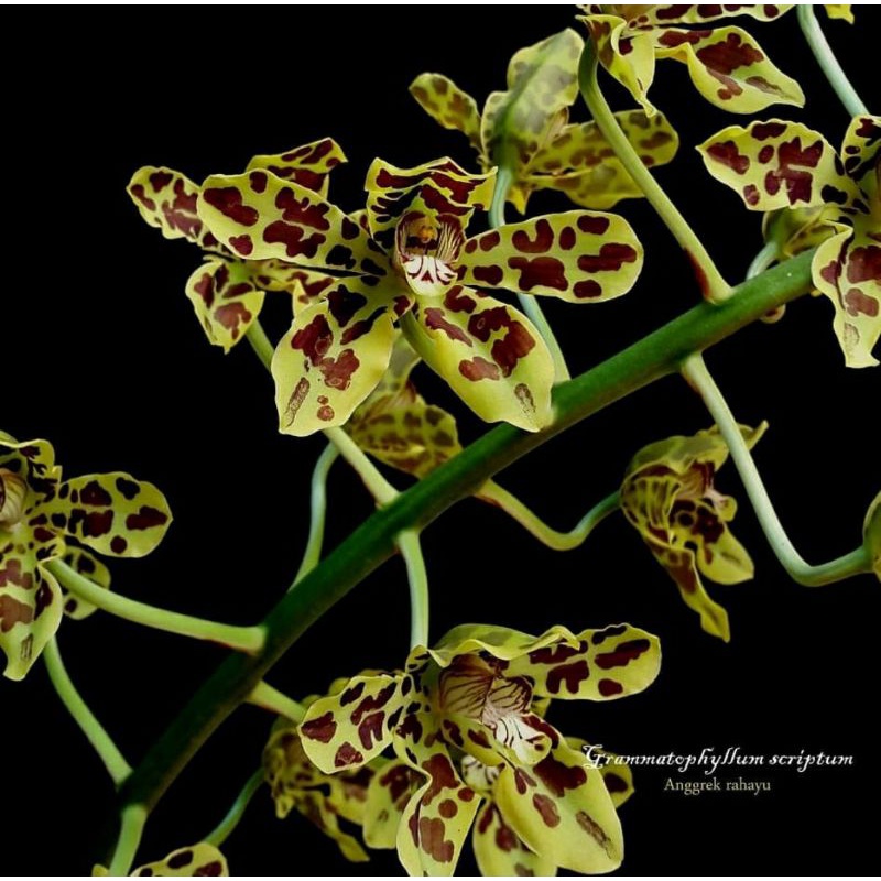 Grammatophyllum Scriptum Pra Dewasa