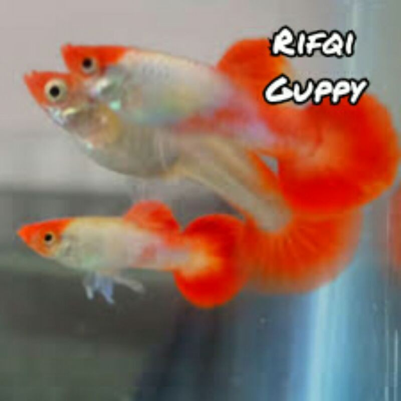 Ikan Guppy Platinum Koi Ikan Hias
