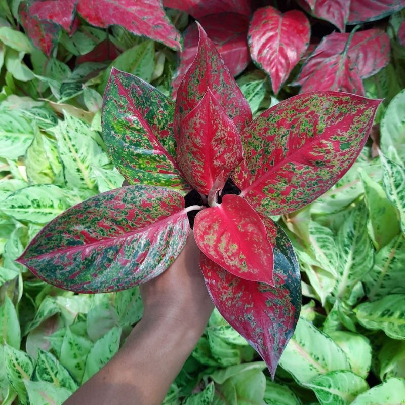 PROMO AGLONEMA RED STARDUST Anakan/ Baby + Pot