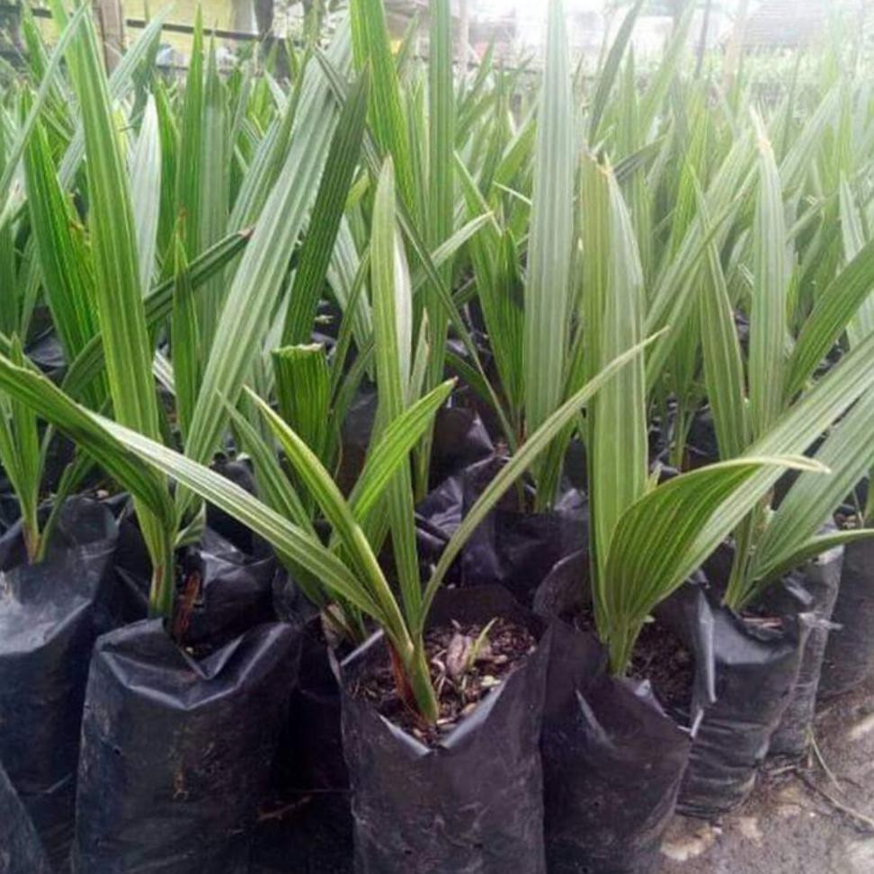 Grosir Promo Bibit Buah Kurma Tropis Siap Tanam Bibit Berkwalitas *_@