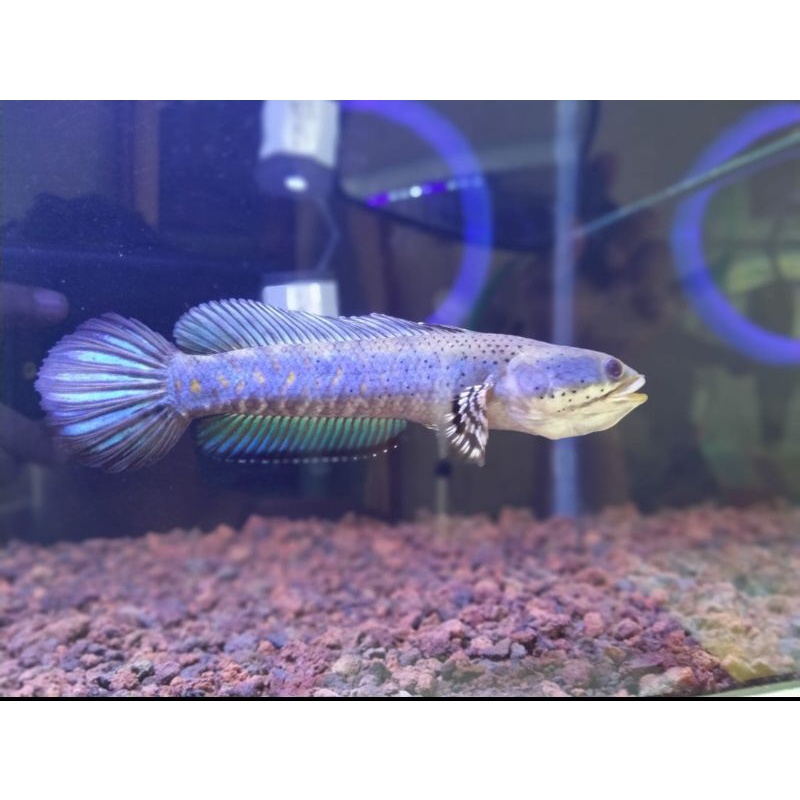 Channa pulchra -+19cm size indukan Male / Jantan