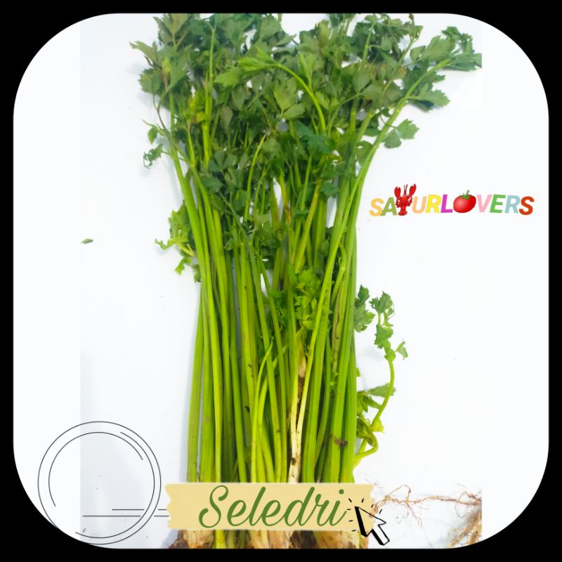 

Daun Seledri 100gr (SayurLovers)